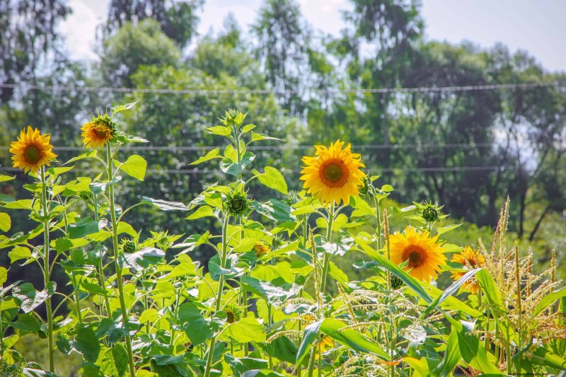 Schadelijke plantencombinaties:vermijd deze 21 tuincombinaties 