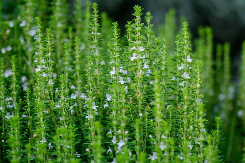 Schadelijke plantencombinaties:vermijd deze 21 tuincombinaties 
