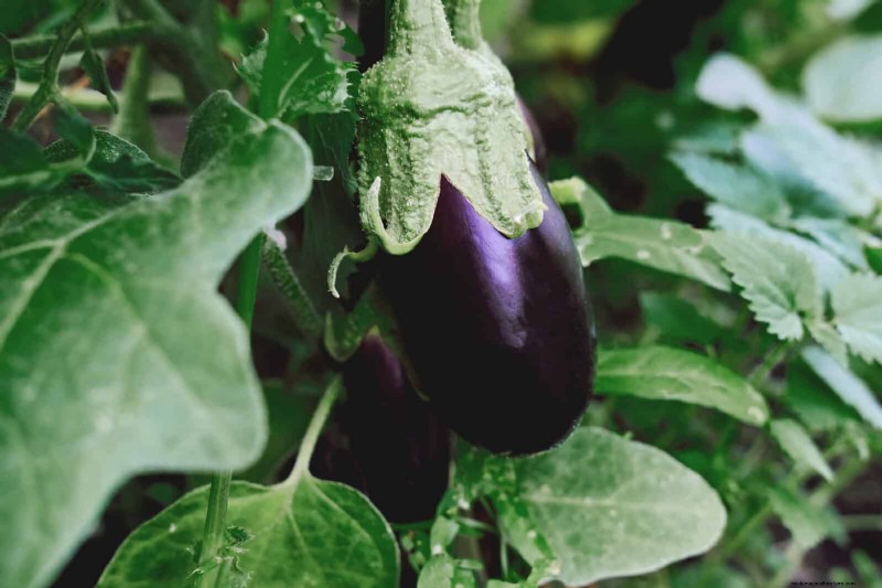 Schadelijke plantencombinaties:vermijd deze 21 tuincombinaties 