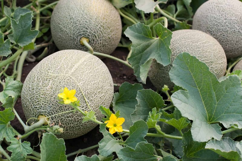 Schadelijke plantencombinaties:vermijd deze 21 tuincombinaties 