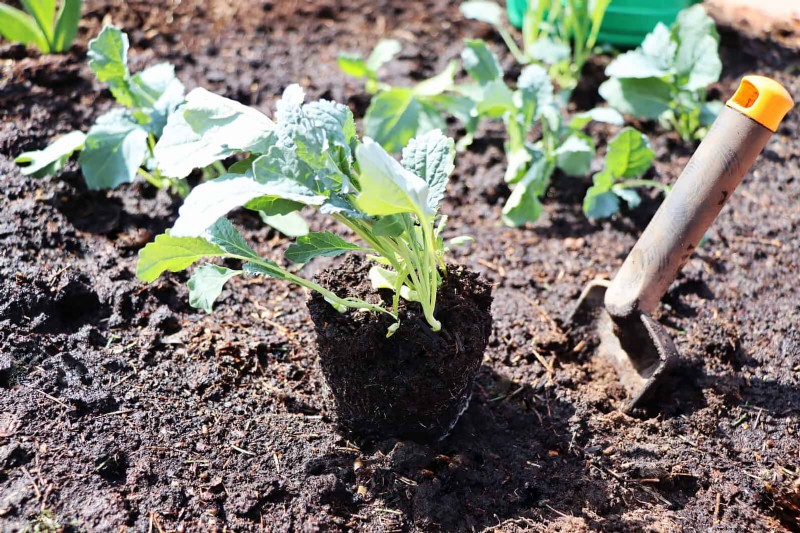 Schadelijke plantencombinaties:vermijd deze 21 tuincombinaties 