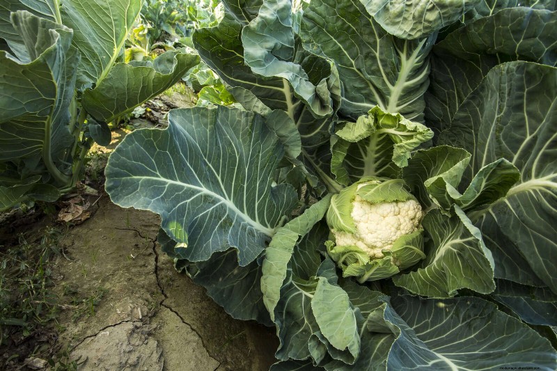 Schadelijke plantencombinaties:vermijd deze 21 tuincombinaties 
