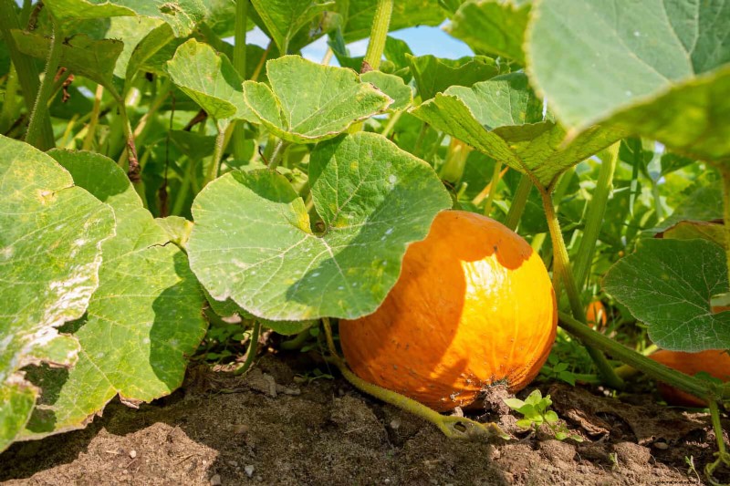 Schadelijke plantencombinaties:vermijd deze 21 tuincombinaties 