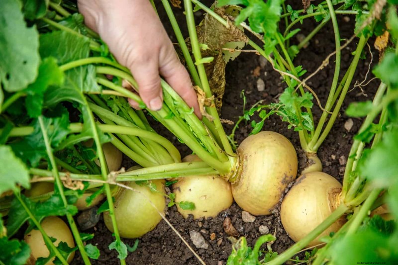 Schadelijke plantencombinaties:vermijd deze 21 tuincombinaties 