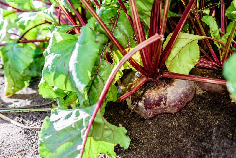 Schadelijke plantencombinaties:vermijd deze 21 tuincombinaties 