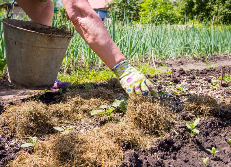 Schadelijke plantencombinaties:vermijd deze 21 tuincombinaties 