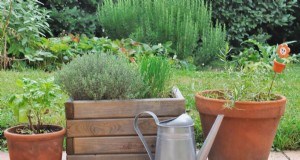 Waarom planten falen in gedeelde containers:22 veelvoorkomende redenen en oplossingen 