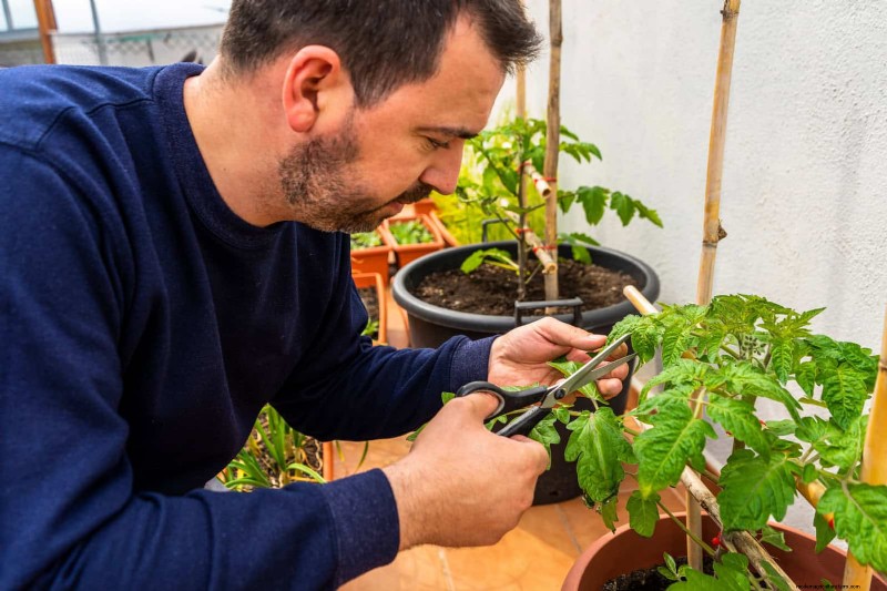 Tomatenblattkräuselung:Früherkennung und wirksame Lösungen 