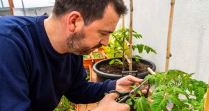 Tomato Leaf Curl:vroege detectie en effectieve oplossingen 