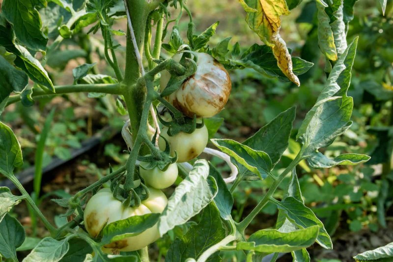 Tomatenblattkräuselung:Früherkennung und wirksame Lösungen 