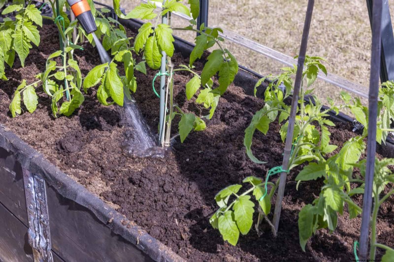 Tomatenblattkräuselung:Früherkennung und wirksame Lösungen 
