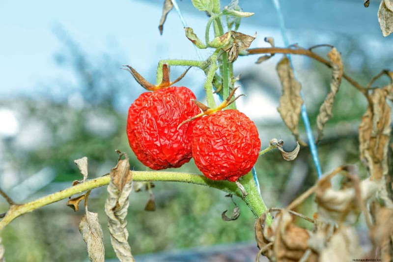 Tomatenblattkräuselung:Früherkennung und wirksame Lösungen 
