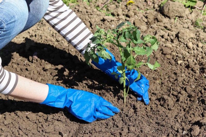 Tomatenblattkräuselung:Früherkennung und wirksame Lösungen 