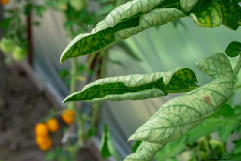 Tomatenblattkräuselung:Früherkennung und wirksame Lösungen 