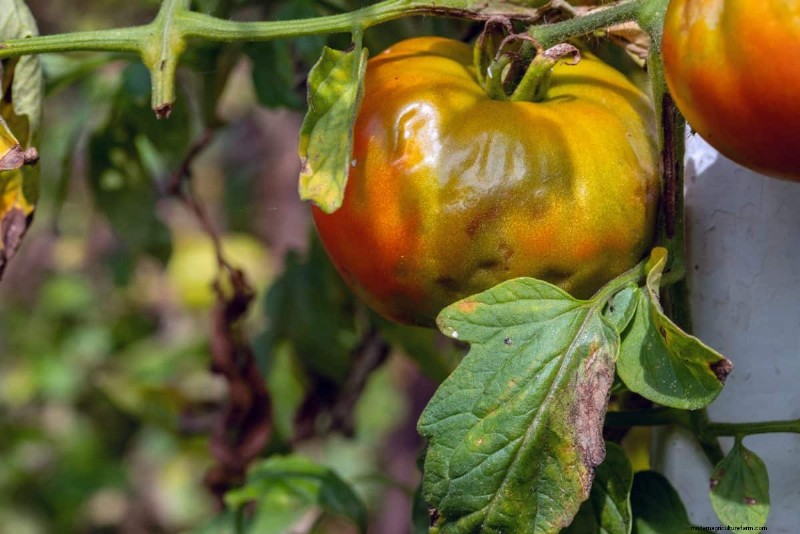 Tomatenblattkräuselung:Früherkennung und wirksame Lösungen 