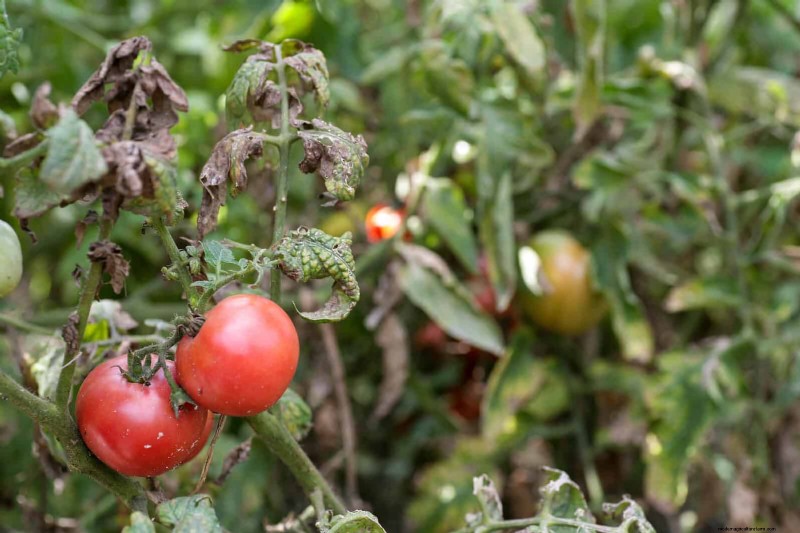 Tomatenblattkräuselung:Früherkennung und wirksame Lösungen 