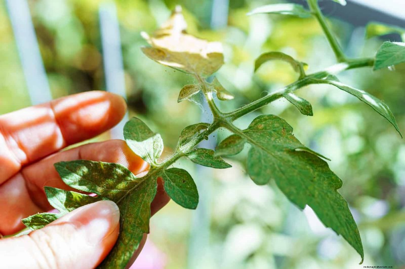 Tomatenblattkräuselung:Früherkennung und wirksame Lösungen 