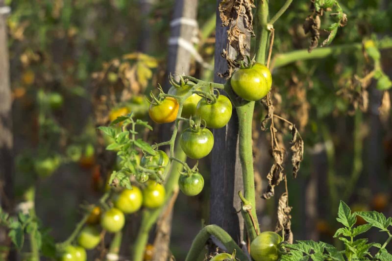 Tomatenblattkräuselung:Früherkennung und wirksame Lösungen 