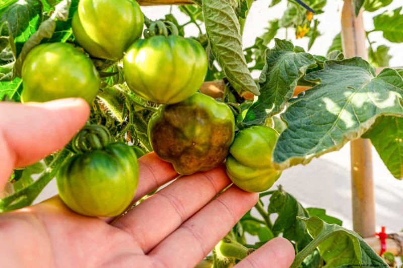 Tomatenblattkräuselung:Früherkennung und wirksame Lösungen 