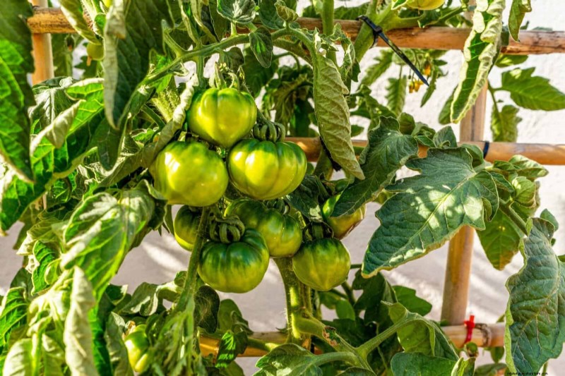 Tomatenblattkräuselung:Früherkennung und wirksame Lösungen 