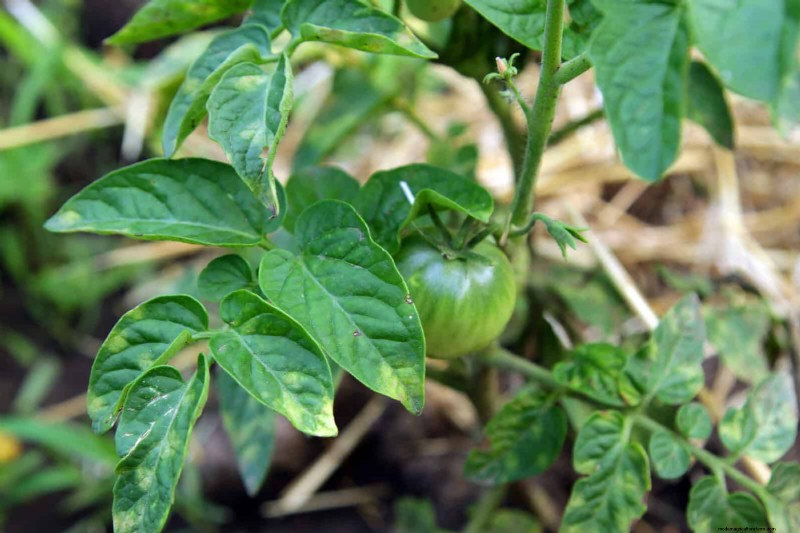 Tomatenblattkräuselung:Früherkennung und wirksame Lösungen 
