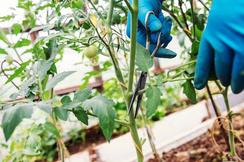 Tomatenblattkräuselung:Früherkennung und wirksame Lösungen 