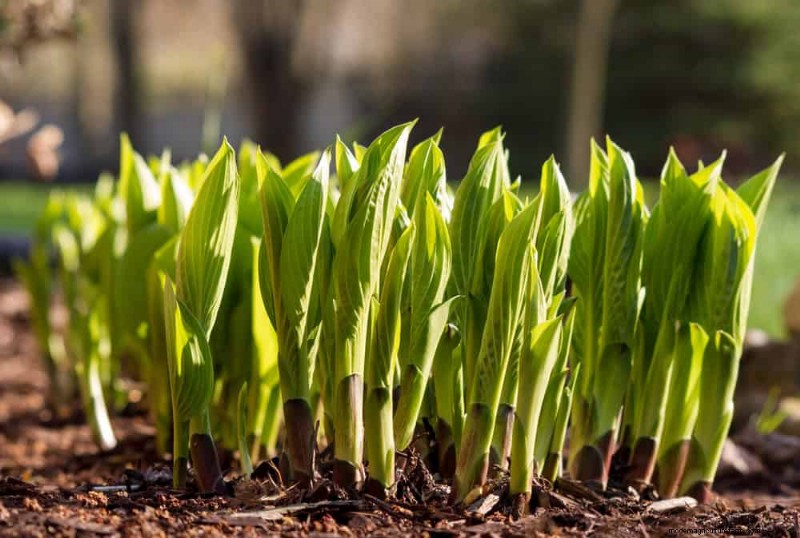Proteja sus Hostas:métodos rápidos de control de babosas 