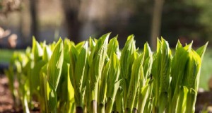 Bescherm uw hosta s:snelle methoden voor naaktslakbestrijding 