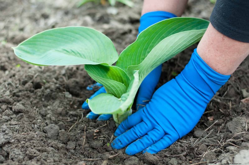 Proteja sus Hostas:métodos rápidos de control de babosas 
