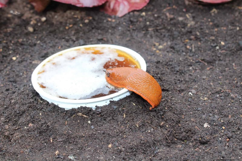Proteja sus Hostas:métodos rápidos de control de babosas 