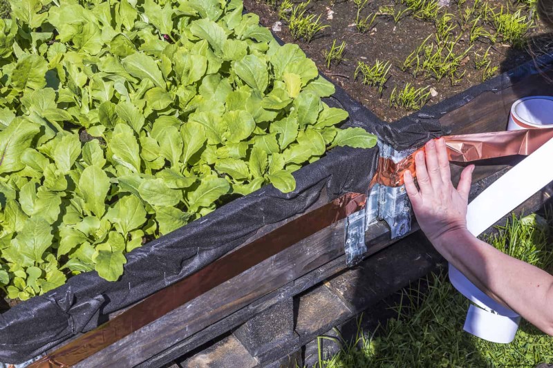 Proteja sus Hostas:métodos rápidos de control de babosas 