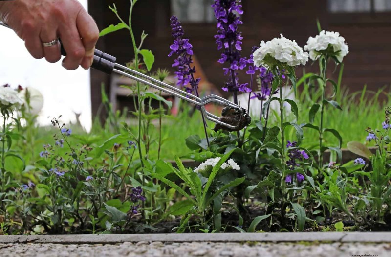 Proteja sus Hostas:métodos rápidos de control de babosas 