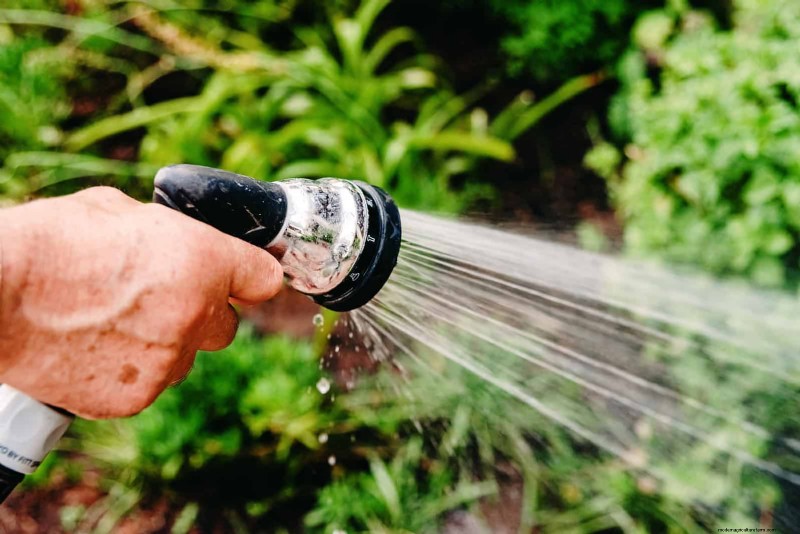 Proteja sus Hostas:métodos rápidos de control de babosas 