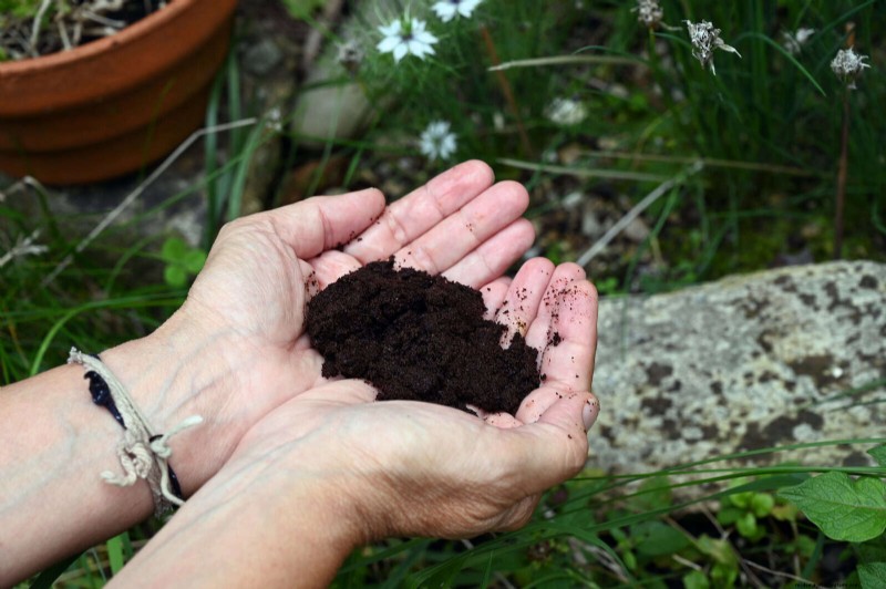 Proteja sus Hostas:métodos rápidos de control de babosas 