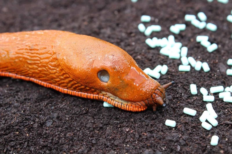 Proteja sus Hostas:métodos rápidos de control de babosas 