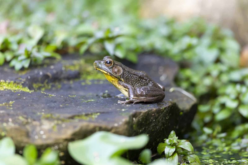 Proteja sus Hostas:métodos rápidos de control de babosas 