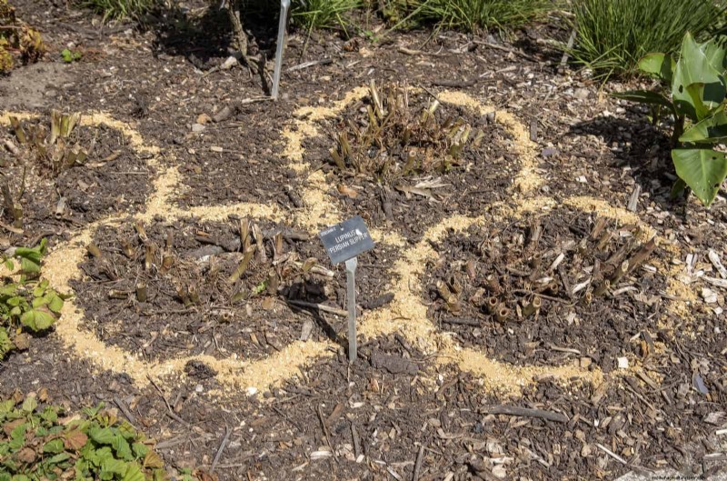 Proteja sus Hostas:métodos rápidos de control de babosas 