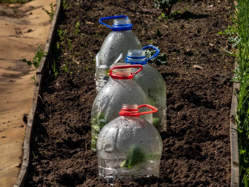 Proteja sus Hostas:métodos rápidos de control de babosas 
