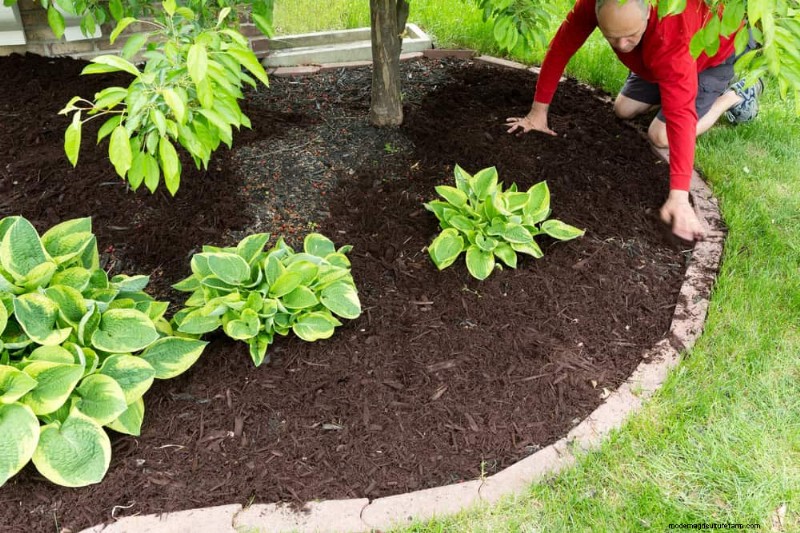 Proteja sus Hostas:métodos rápidos de control de babosas 