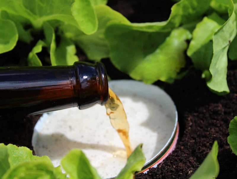 Proteja sus Hostas:métodos rápidos de control de babosas 