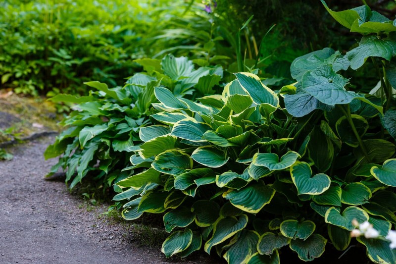 Proteja sus Hostas:métodos rápidos de control de babosas 