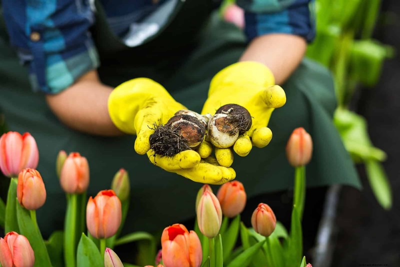 チューリップの球根のお手入れ:春の花を再び咲かせる方法 