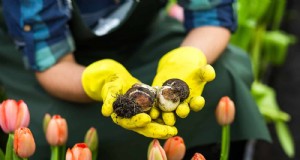 Verzorging van tulpenbollen:hoe u uw lentebloemen opnieuw kunt laten bloeien 