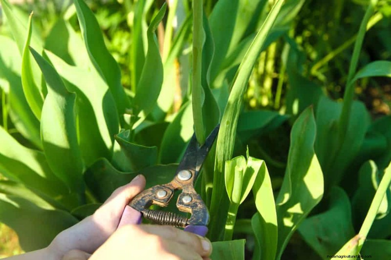 チューリップの球根のお手入れ:春の花を再び咲かせる方法 