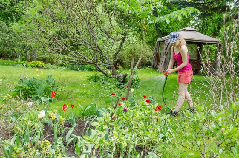 チューリップの球根のお手入れ:春の花を再び咲かせる方法 