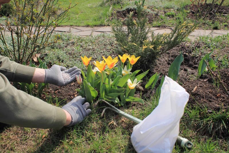 チューリップの球根のお手入れ:春の花を再び咲かせる方法 