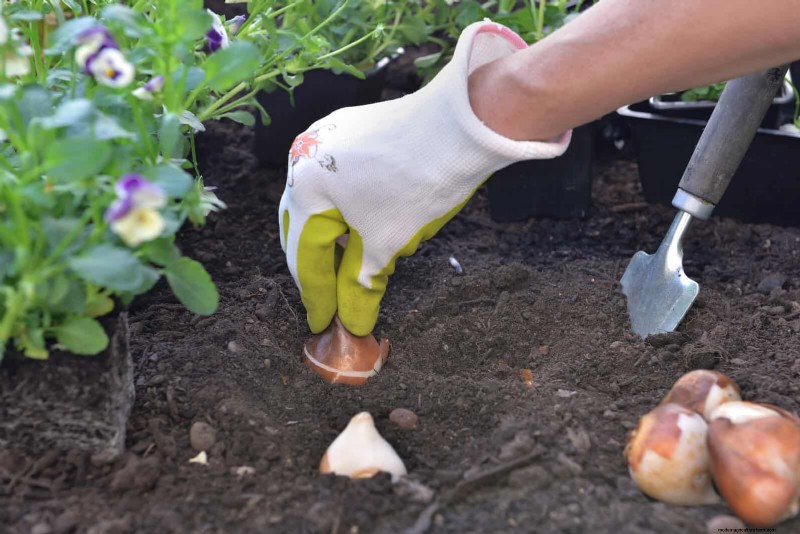 チューリップの球根のお手入れ:春の花を再び咲かせる方法 