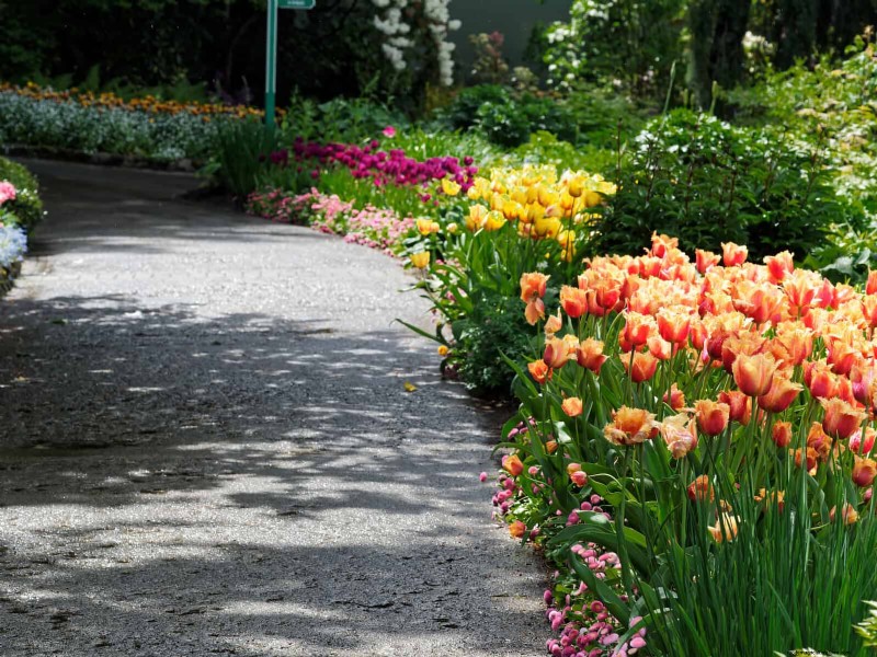 チューリップの球根のお手入れ:春の花を再び咲かせる方法 