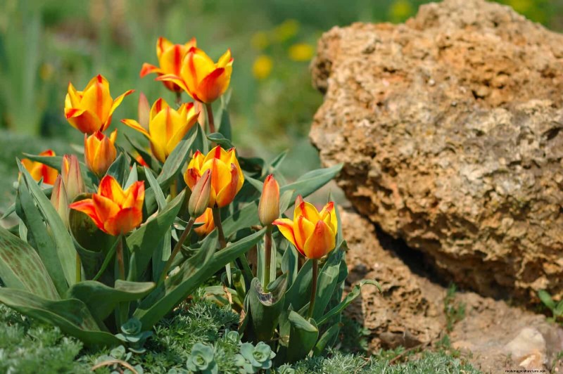 チューリップの球根のお手入れ:春の花を再び咲かせる方法 