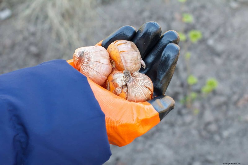 チューリップの球根のお手入れ:春の花を再び咲かせる方法 
